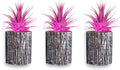 Air Plants - Tillandsia Ionantha - Organically Enhanced Color - Live Arrival Guaranteed - House Plants for Home Decor & Gift (3pk Rose Pink + White Barrels)