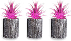 Air Plants - Tillandsia Ionantha - Organically Enhanced Color - Live Arrival Guaranteed - House Plants for Home Decor & Gift (3pk Rose Pink + White Barrels)