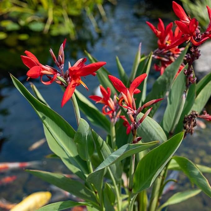 Chalily Canna 'Endeavor', a Great Live Pond Plant for Your Water Garden. Filters koi and Goldfish Ponds. Good for Bogs, Plant Shelf or Shallow Water This marginal Aquatic is a Real Beauty