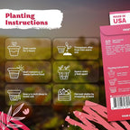 KVITER 50 Red Victoria Rhubarb Seeds for Planting (Rheum Rhabarbarum) – Organic & Heirloom Seeds, Perennial Vegetable Seeds – Perfect for Rhubarb Jam & Pies, Grow in Beds & Outdoor Garden