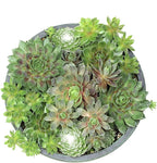 Live Sempervivum Hens and Chicks Succulent Bowl with Mini Plants, Decorative Ceramic Planter by Plants for Pets