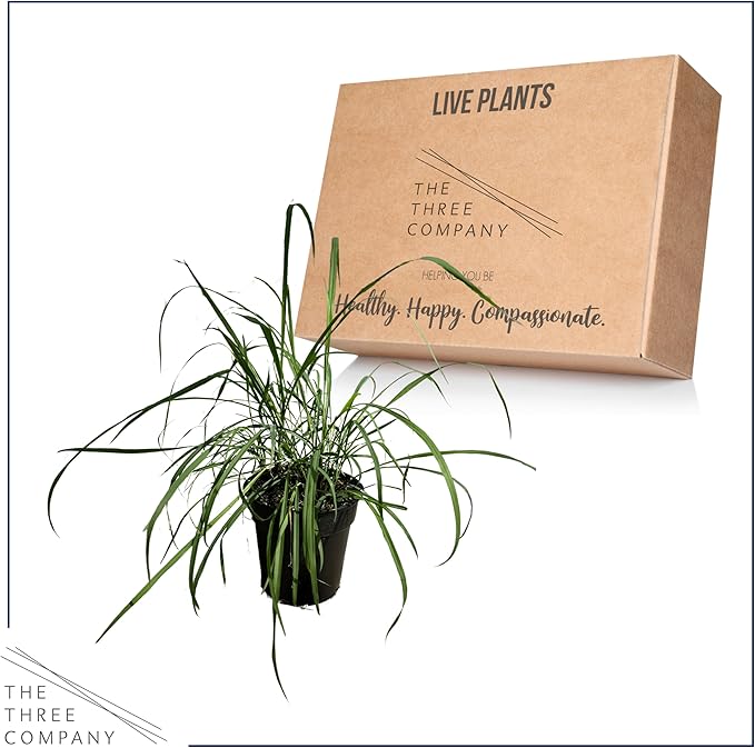 Live Healthy Lemongrass - Wards Off Pests - Natural Mosquito Repellant - 10" Tall by 5" Wide in 1.5 Quart Pot