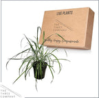 Live Healthy Lemongrass - Wards Off Pests - Natural Mosquito Repellant - 10" Tall by 5" Wide in 1.5 Quart Pot