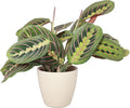 Thorsen's Greenhouse Red Prayer Plant, Live Indoor Plant, Pet Friendly, Popular Houseplant, Red Maranta, Easy to Grow, 4" Diameter Pot (Natural)