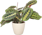 Thorsen's Greenhouse Red Prayer Plant, Live Indoor Plant, Pet Friendly, Popular Houseplant, Red Maranta, Easy to Grow, 4" Diameter Pot (Natural)
