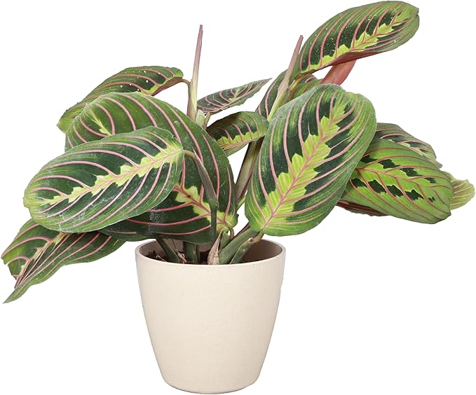 Thorsen's Greenhouse Red Prayer Plant, Live Indoor Plant, Pet Friendly, Popular Houseplant, Red Maranta, Easy to Grow, 4" Diameter Pot (Natural)