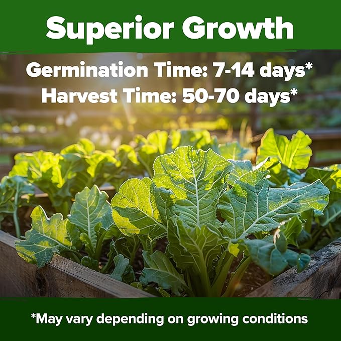 HOME GROWN Collard Greens Georgia Southern 300+ Heirloom Non GMO Seeds for Planting, High Germination, Heat & Cold Tolerant, Slow to Bolt, Nutritious Leafy Greens, Southern Cooking (Brassica oleracea)