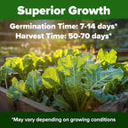 HOME GROWN Georgia Southern Collard Green Seeds 600+ Heirloom Non-GMO Seeds for Planting, High Germination, Heat Tolerant Leafy Green, Slow to Bolt, Nutritious Southern Classic (Brassica oleracea)