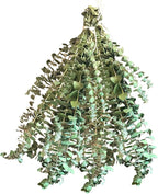 Eucalyptus for Shower Live Plant Real Bundle Fresh Stems Hanging Plants for Bathroom Leaves for Home Office Wedding Birthday Gift (Extra Large Bunch - 20 pcs)(Heat Pack Included)