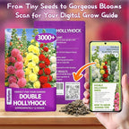 3000+ Double Hollyhock Flower Seeds - Large Bulk Pack, Mixed-Color Tall Hollyhock Seeds, Perfect for Fence Lines & Wall Backdrops, Cottage Garden Style, Beginner-Friendly