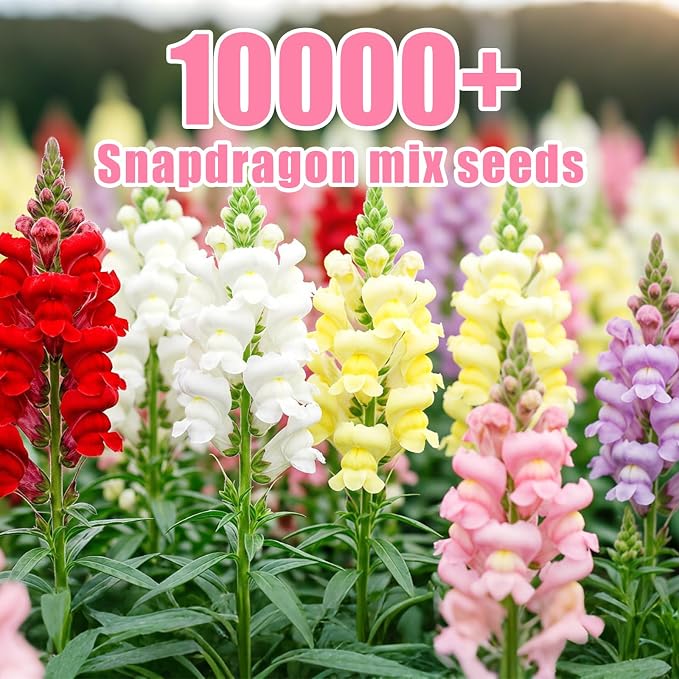 10000+ Snapdragon Seeds Bulk Pack, 5-Color Mixed Snapdragon Flower Seeds for Planting, Antirrhinum Majus Seeds for Borders, Pots, Flower Beds & Cut Flower Gardens, Instructions Included