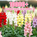 10000+ Snapdragon Seeds Bulk Pack, 5-Color Mixed Snapdragon Flower Seeds for Planting, Antirrhinum Majus Seeds for Borders, Pots, Flower Beds & Cut Flower Gardens, Instructions Included