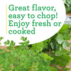 Bonnie Plants Flat Italian Parsley Live Herb Plants - 4 Pack, Biennial, Non-GMO, Garnish, Seasoning, Salads, Palate Cleanser