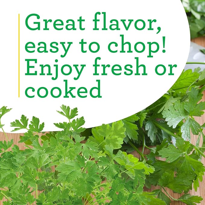 Bonnie Plants Flat Italian Parsley Live Herb Plants - 4 Pack, Biennial, Non-GMO, Garnish, Seasoning, Salads, Palate Cleanser