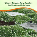 Outsidepride Irish Moss Ground Cover Seeds - 10000 Pcs Perennial Low Growing, Mat-Forming Lawn Alternative, Outdoor Ground Cover Seeds with Shade Tolerance, Ideal for Pathways and Rock Gardens