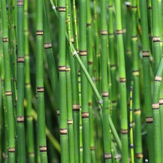 Chalily Horsetail Rush, a Great Live Pond Plant for Your Water Garden. Filters The koi and Goldfish Pond. Good for Bogs, Plant Shelf or Shallow Water This marginal Aquatic is a Real Beauty