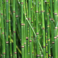 Chalily Horsetail Rush, a Great Live Pond Plant for Your Water Garden. Filters The koi and Goldfish Pond. Good for Bogs, Plant Shelf or Shallow Water This marginal Aquatic is a Real Beauty