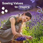 SVI 1500 English Lavender Seeds for Planting (Lavandula angustifolia) – Fragrant Perennial Lavender Flowers – Heirloom Herb Seeds for Borders, Herb Garden & Containers, Wildflower Meadows