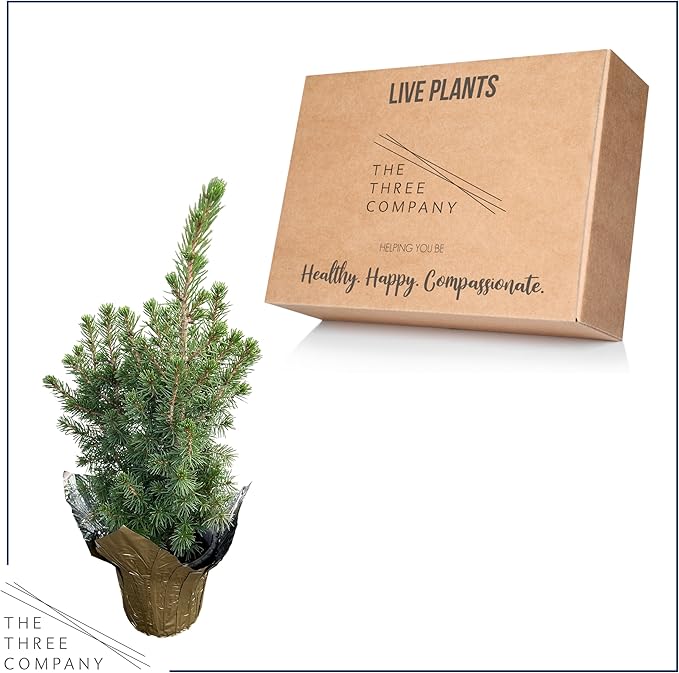 Live Alberta Spruce Tree - Tabletop Decoration - 10" Tall by 4" Wide in Deco Cover