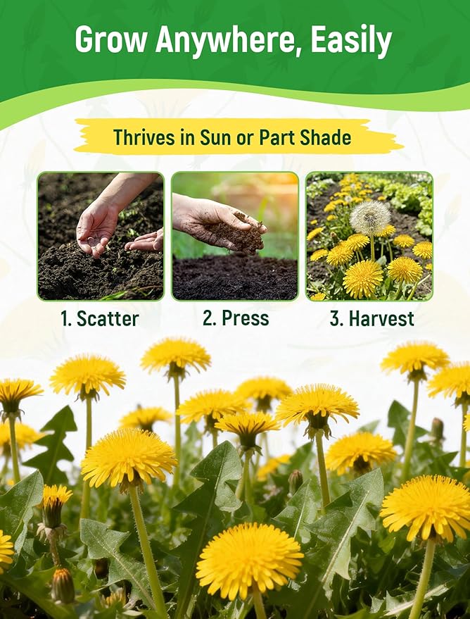 Dandelion Seeds for Planting - 4,000+ Heirloom Dandelion Herb Seeds (Taraxacum officinale), Edible Leaves Flowers Roots, Medicinal Garden, Pollinator-Friendly