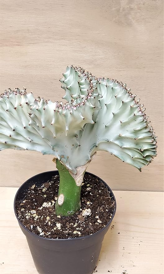 Euphorbia Lactea Cristata aka Coral Cactus in White Live Rare House Plants (All Plants are Fully Rooted Plants!) in 4" Pot by 3exoticgreen