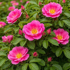2 Pink Japanese Rose Live Plants – Hardy Fragrant Pink Rugosa Rose Bush – Perennial Flowering Shrub for Garden & Landscape – Easy to Grow Rose Plant (2 Plants)