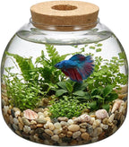 NUOBESTY Glass Terrarium Jar with Cork Lid, Hydroponic Plant Propagation Vase, Clear Round Betta Fish Bowl Tank for Moss Succulent Indoor Desktop Home Decor