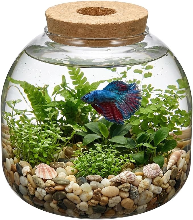 NUOBESTY Glass Terrarium Jar with Cork Lid, Hydroponic Plant Propagation Vase, Clear Round Betta Fish Bowl Tank for Moss Succulent Indoor Desktop Home Decor