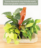 Real Philodendron Plant Variety Pack (Includes 4 Live Plants) in 4.25" Grower Pots, Easy to Grow Air Purifying Philodendrons, Seasonal Surprise Box, Easy & Popular Houseplants by Plants for Pets