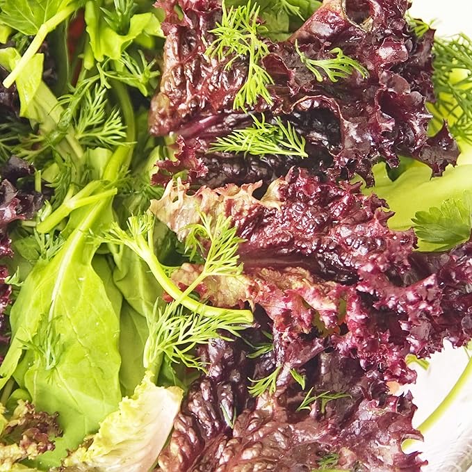 Seed Needs Lettuce Seeds Variety Pack for Planting a Collection of 14 Individual Varieties - Packets Includes Romaine, Iceberg, Oakleaf, Lollo Rosso and More