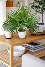 GnFlus Artificial Palm Plant 15 Inch Fake Tropical Potted Plants Faux Palm Leaves in Pot for Home Indoor Tabletop Centerpieces Living Room Bedroom Decoration