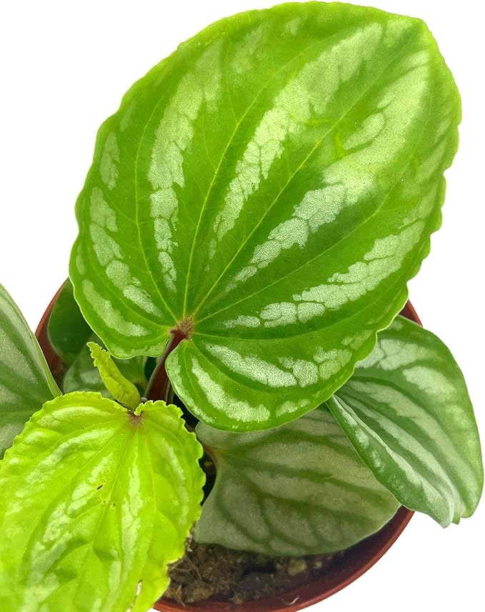 BubbleBlooms Peperomia Ecuador, 4 inch, Rare Pep Argyreia, Exotic House Plant