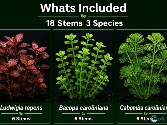 Live Freshwater Aquarium Plant Bundle Mixed Stem Plants for Fish Tanks