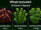 Live Freshwater Aquarium Plant Bundle Mixed Stem Plants for Fish Tanks