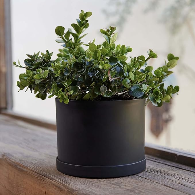 Bloem Mathers 6" Black Round Modern Resin Garden Planter Pot with Drainage Holes and Removable Saucer Tray Included