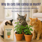 Catnip Seeds for Planting Indoors and Ourdoors - 𝗡𝗢𝗡-𝗚𝗠𝗢 Cat Nip Seeds (Bulk Pack) Heirloom Herb - Made in 𝗨𝗦𝗔 - High Germination Rate - Plants for Cats and Humans (Nepeta Cataria)