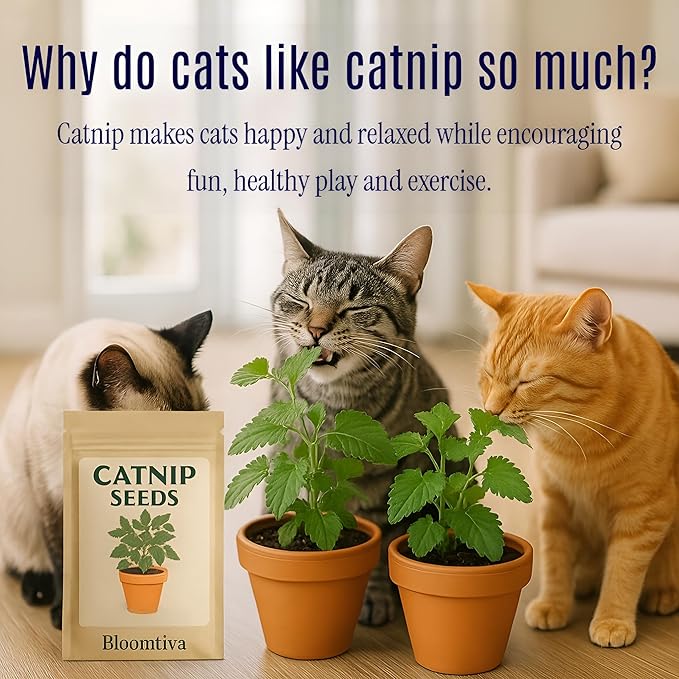 Catnip Seeds for Planting Indoors and Ourdoors - 𝗡𝗢𝗡-𝗚𝗠𝗢 Cat Nip Seeds (Bulk Pack) Heirloom Herb - Made in 𝗨𝗦𝗔 - High Germination Rate - Plants for Cats and Humans (Nepeta Cataria)