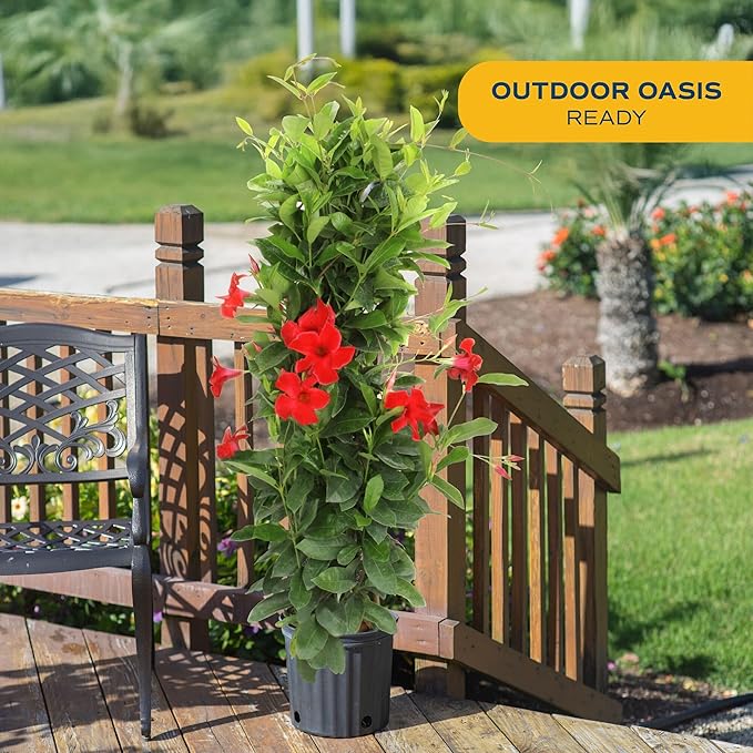 Costa Farms Live Plant Mandevilla Teepee in 12-Inch Grower Pot – Live Tropical Flowering Vine with Trellis | Large Trumpet Blooms in Red Flowers | Heat-Tolerant Climbing Plant for Patio or Garden