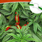 40 Pack LST Plant Training Clips – Durable & Reusable Stem Support for Low-Stress Training – Fits All Growth Stages