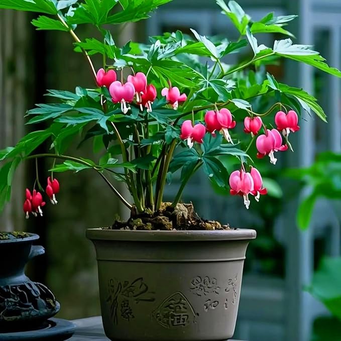 100pcs Dicentra Spectabilis Seeds for Planting, Non-GMO Heirloom Bleeding Heart Flower Seeds, Rare Blooms Flowers Attracts Pollinators for Garden Home Outdoors