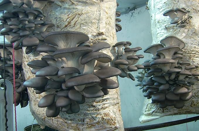 Oyster Mushrooms Spores Non GMO Heirloom 100 Seeds