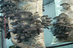 Oyster Mushrooms Spores Non GMO Heirloom 100 Seeds