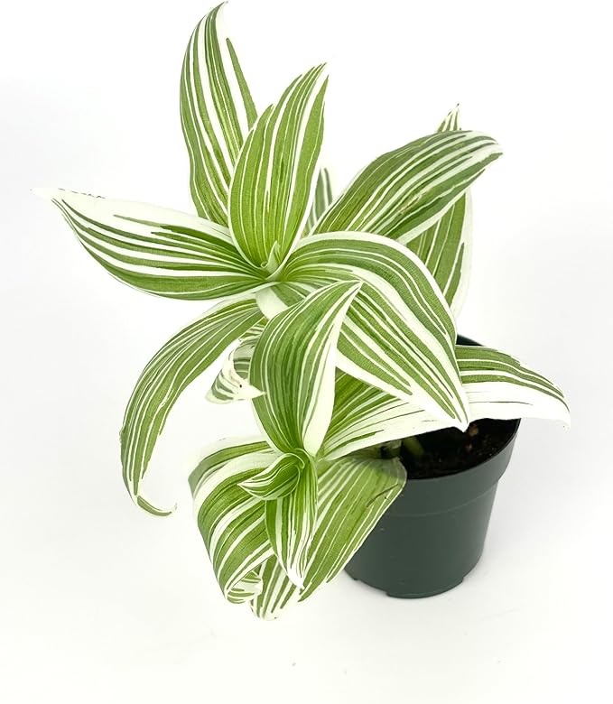 Tradescantia Pistachio White Plant Easy Care Air Purifying Houseplants, 3.5" Pot