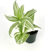 Tradescantia Pistachio White Plant Easy Care Air Purifying Houseplants, 3.5" Pot