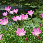 Pink Rain Lily, a Great Live Pond Plant for Your Water Garden. Filters The koi and Goldfish Pond. Good for Bogs, Plant Shelf or Shallow Water This marginal Aquatic is a Real Beauty