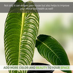 LEAL PLANTS ECUADOR Anthurium Warocqueanum + Veitchii (Pack of 2) Bundle Indoor Plants| Rare Queen & King Anthurium Hybrid|Tropical Premium Houseplants for Home & Office Decor