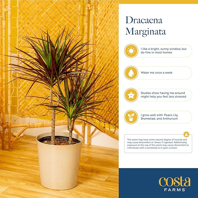 Costa Farms Dracaena Marginata Magenta Madagascar Dragon Tree Live Indoor Plant, 3 to 4-Feet Tall, Potted in Grower's Pot