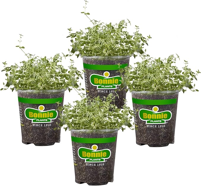 Bonnie Plants English Thyme 19.3 oz. 4-pack