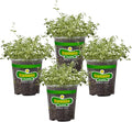 Bonnie Plants English Thyme 19.3 oz. 4-pack