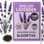 Premium English Lavender Seeds – 2,000 Non-GMO, USA-Grown Herb Seeds for Indoor & Outdoor Planting – High Germination Wildflower (Lavandula angustifolia)